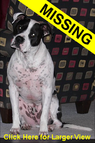 http://www.hycolake.com/images/MissingDog_Bandit.gif